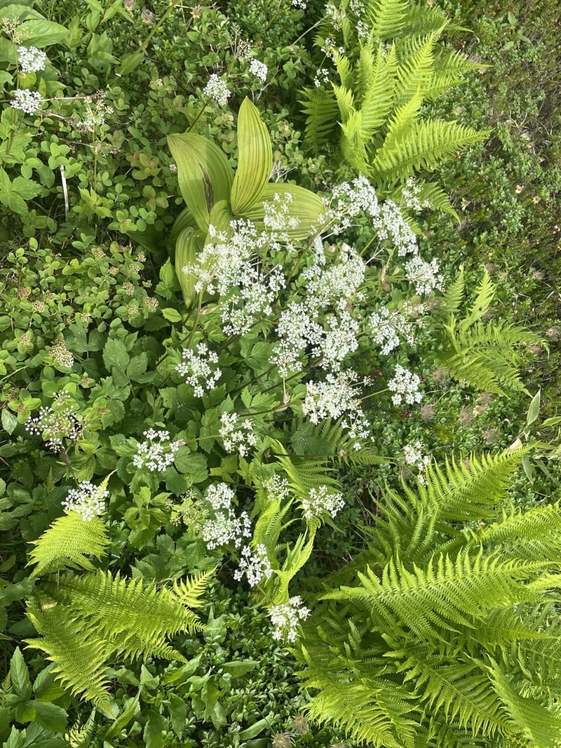 Peucedanum multivittatum photo 3