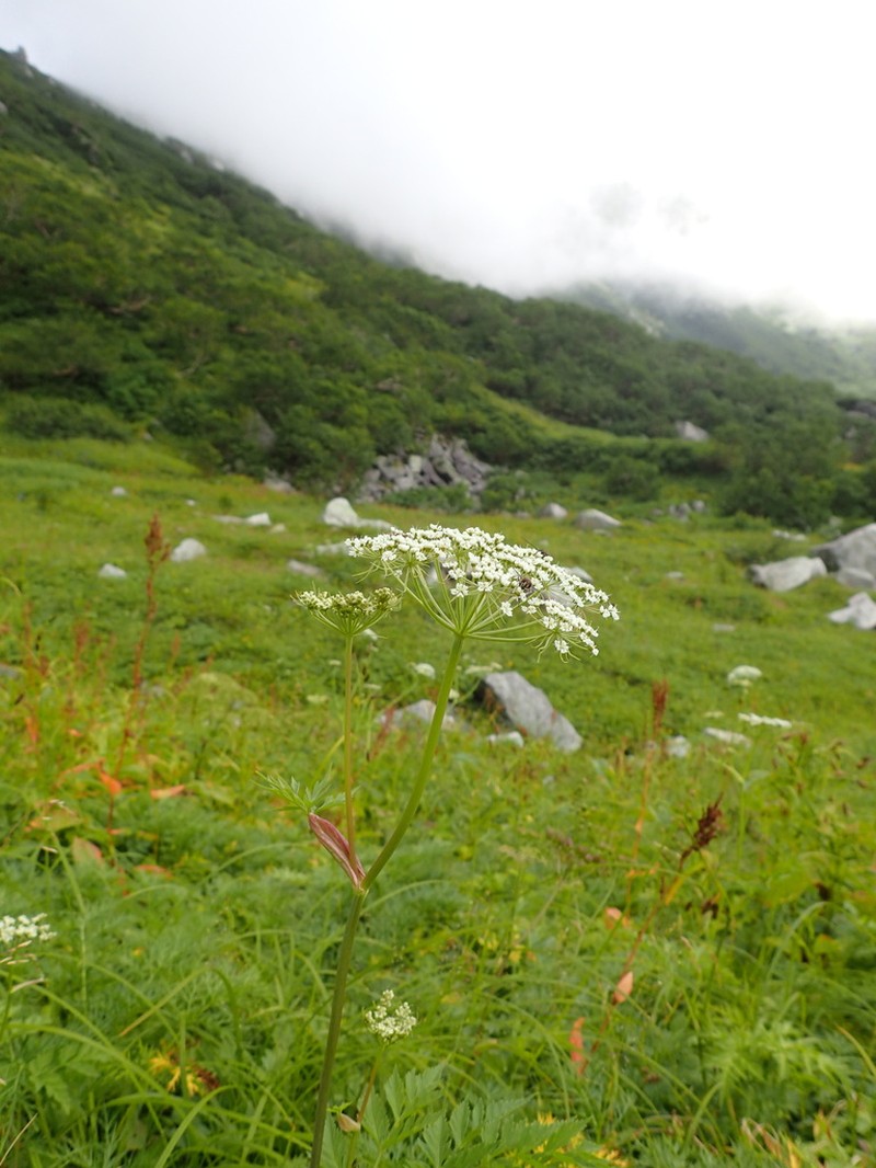 Peucedanum multivittatum photo 4
