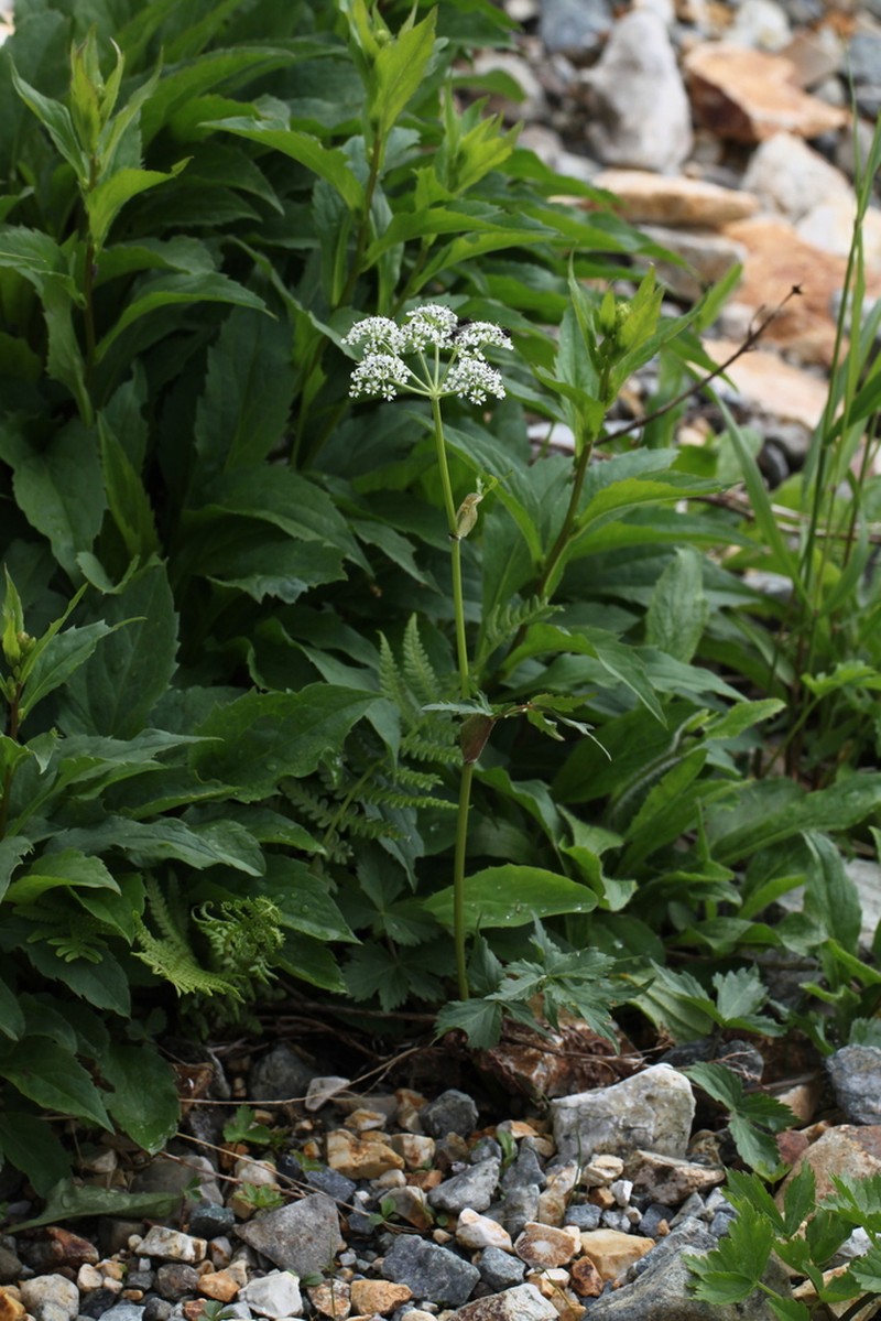 Peucedanum multivittatum photo 5