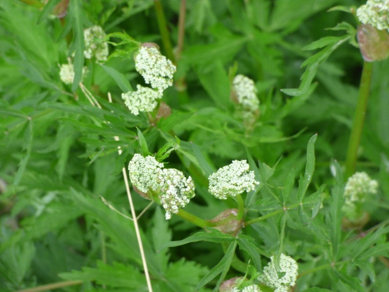 Peucedanum multivittatum photo 6
