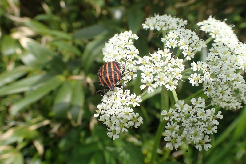 Peucedanum multivittatum photo 7