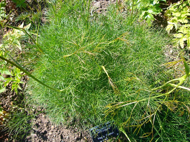 Hog's-Fennel