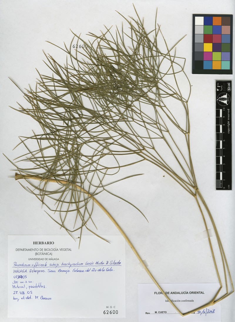 Peucedanum officinale subsp. brachyradium photo 2