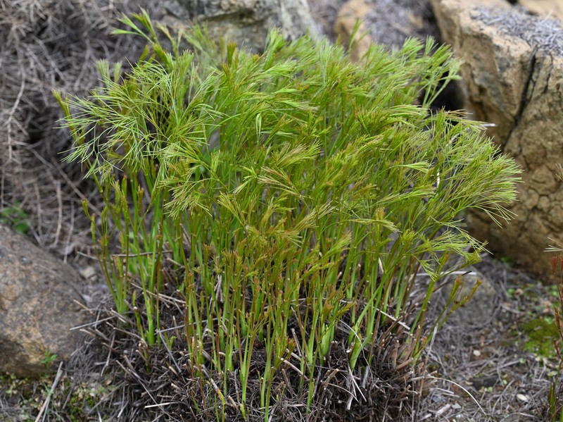 Peucedanum officinale subsp. brachyradium