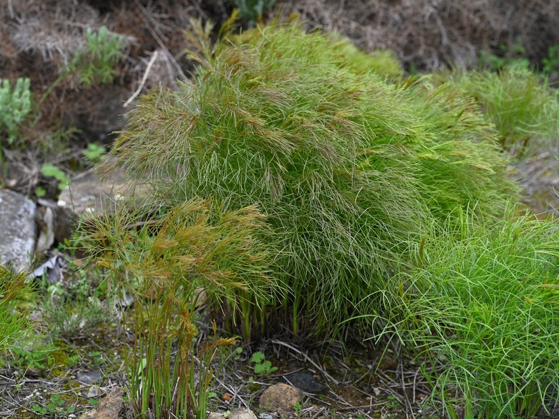 Peucedanum officinale subsp. brachyradium photo 3