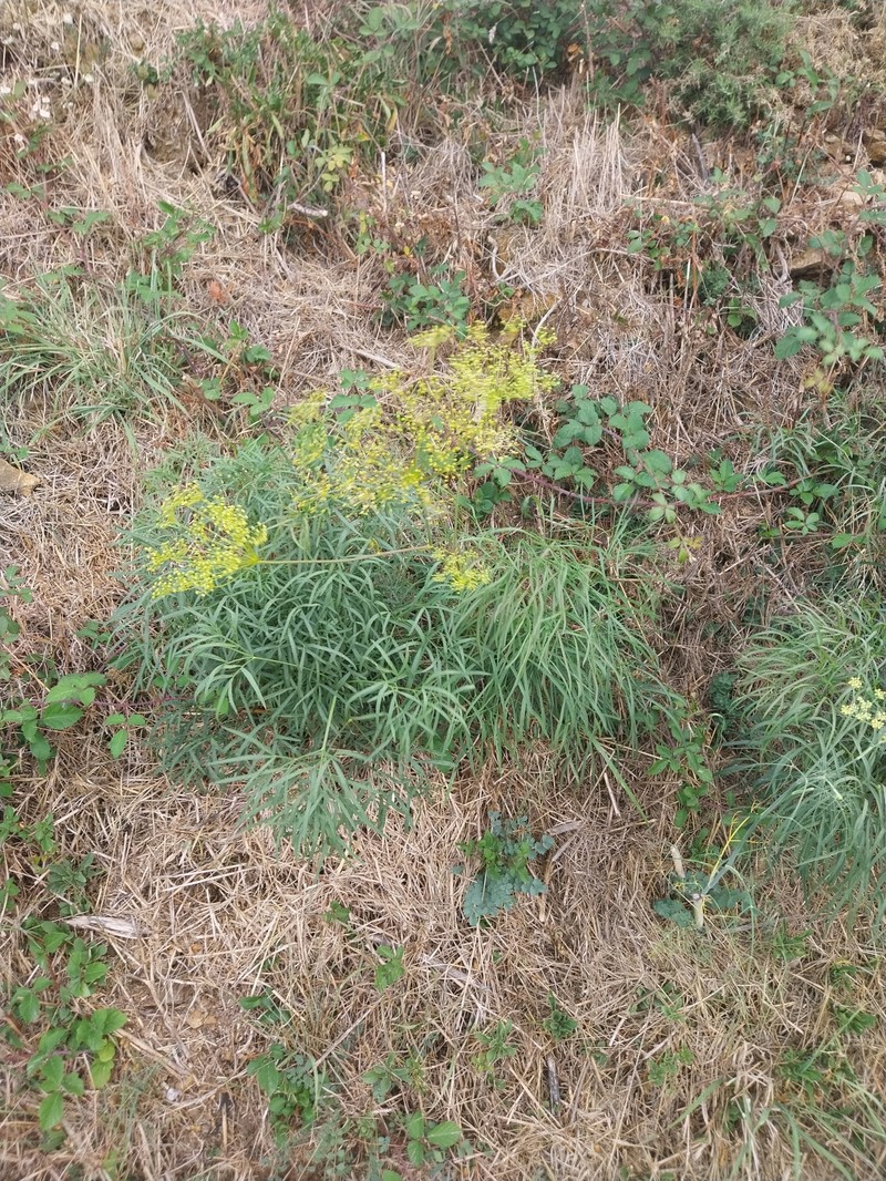 Peucedanum officinale subsp. officinale