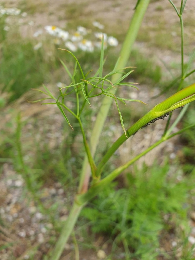 Peucedanum officinale subsp. officinale photo 2