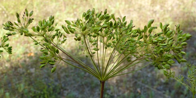 Peucedanum officinale subsp. officinale photo 3