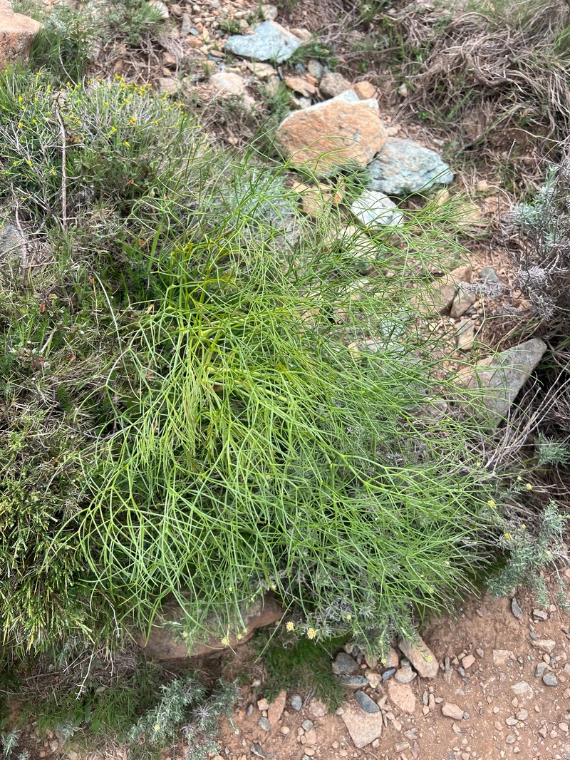 Peucedanum officinale subsp. paniculatum photo 2