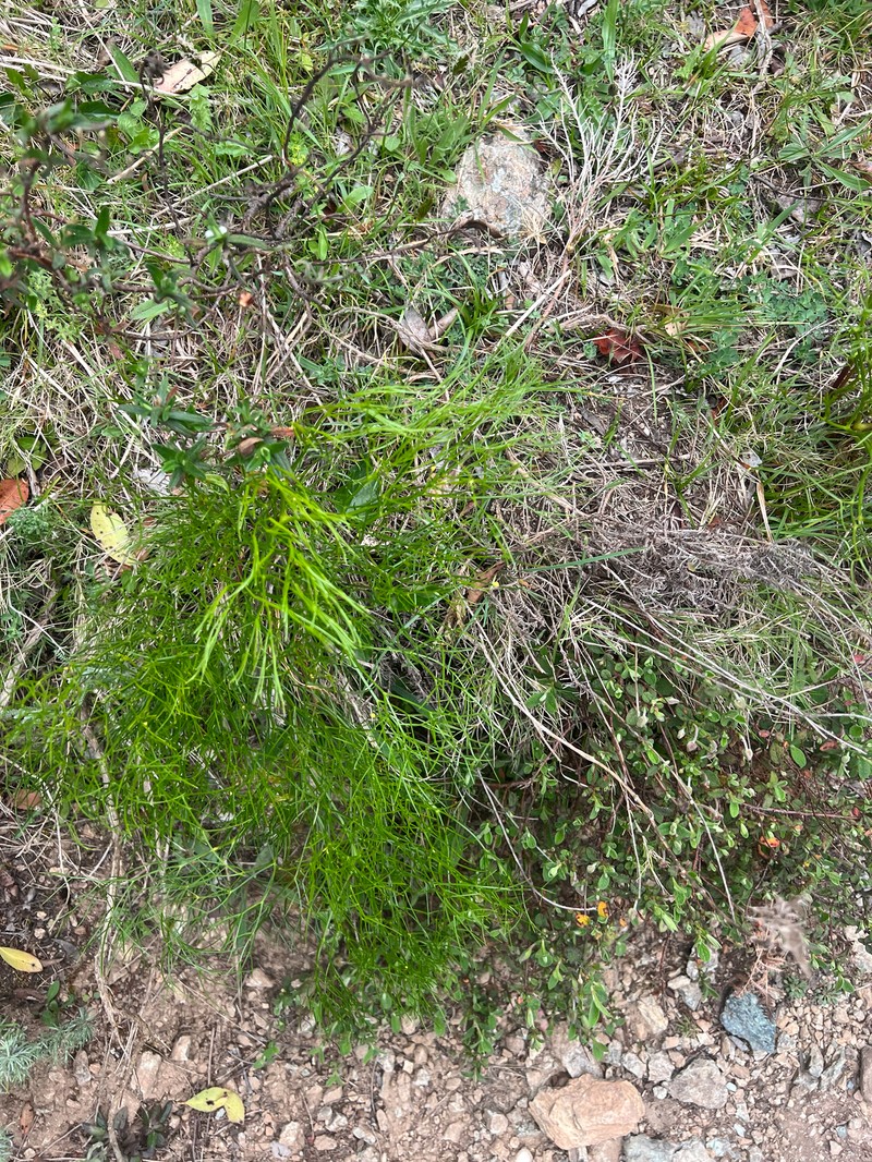 Peucedanum officinale subsp. paniculatum photo 3