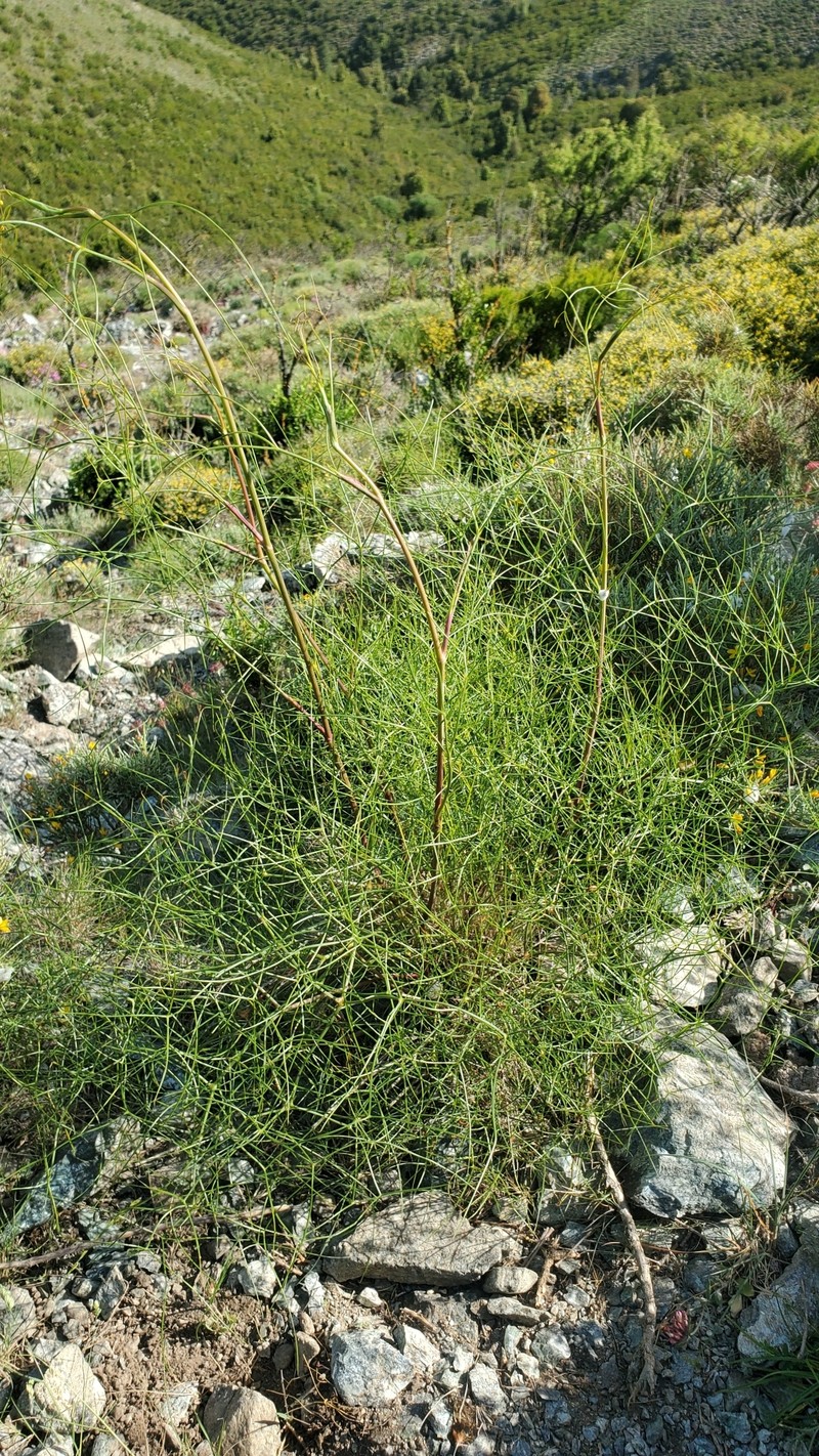 Peucedanum officinale subsp. paniculatum photo 4