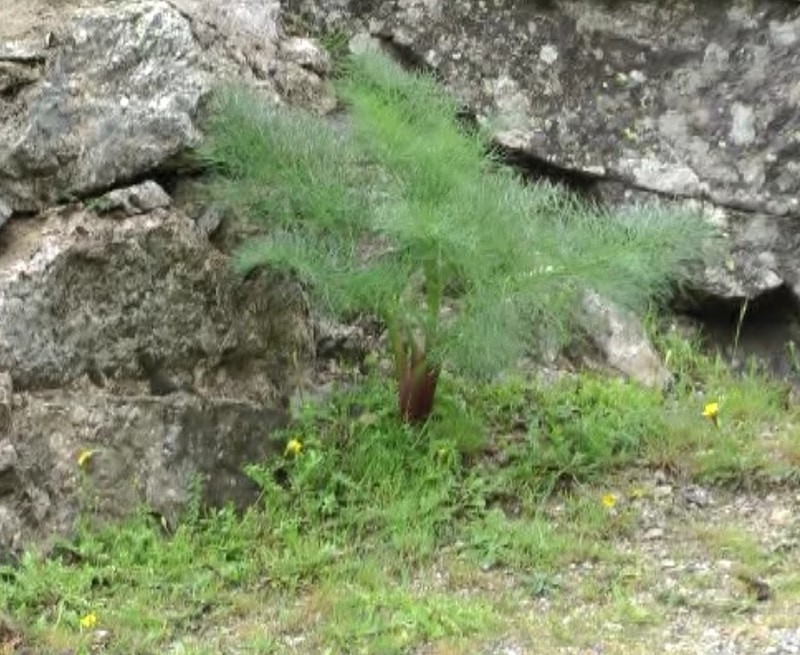Peucedanum officinale subsp. paniculatum