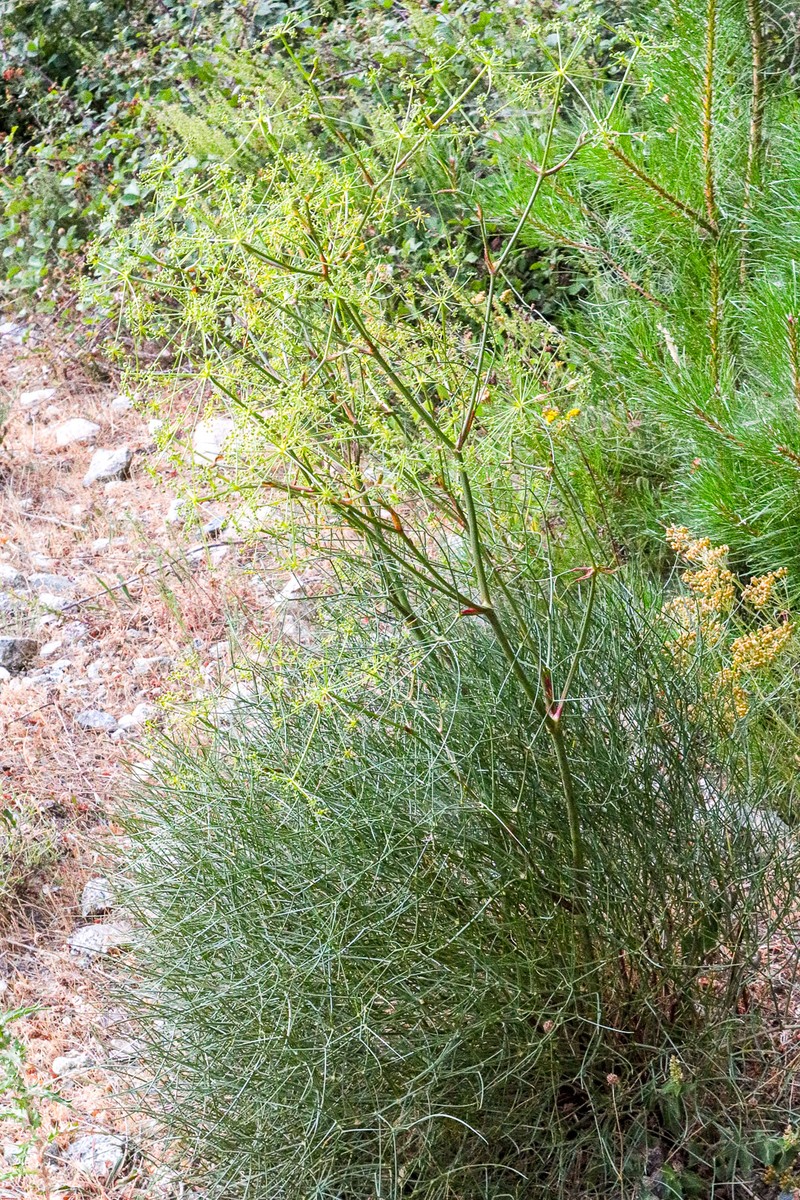 Peucedanum officinale subsp. paniculatum photo 5