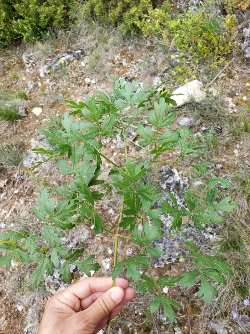 Peucedanum oreoselinum