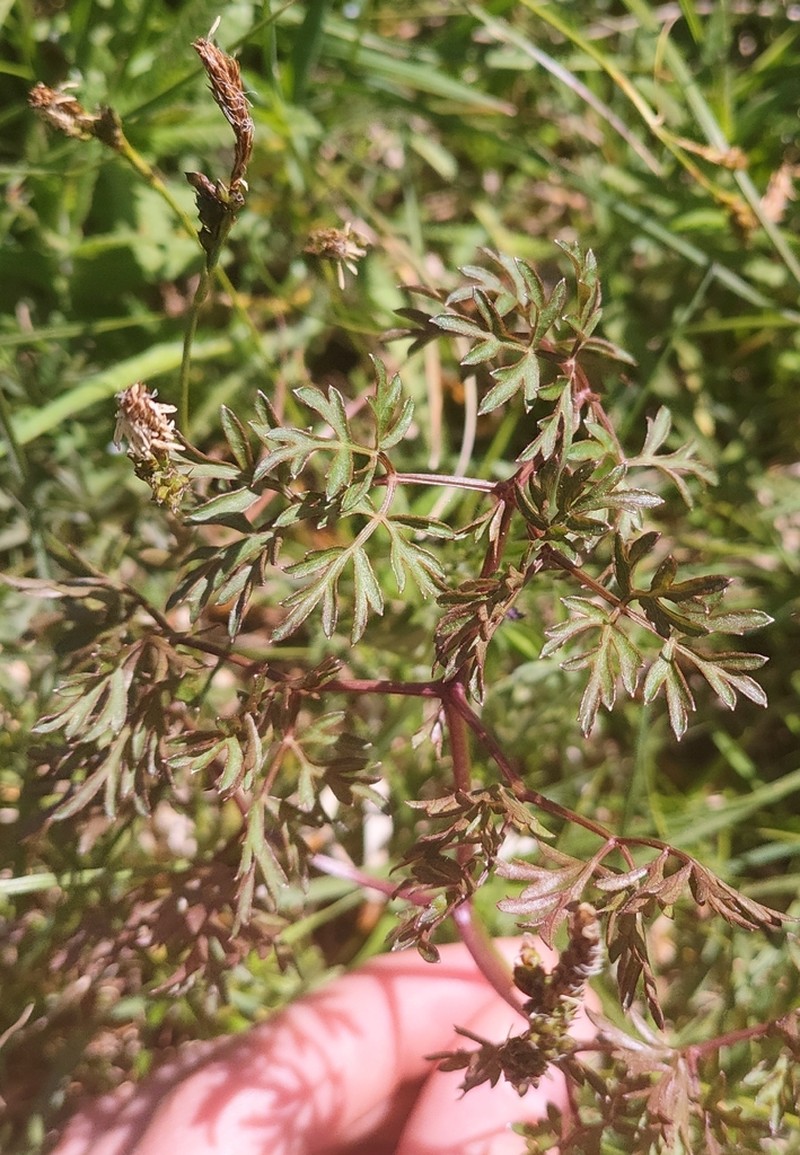 Peucedanum oreoselinum photo 2
