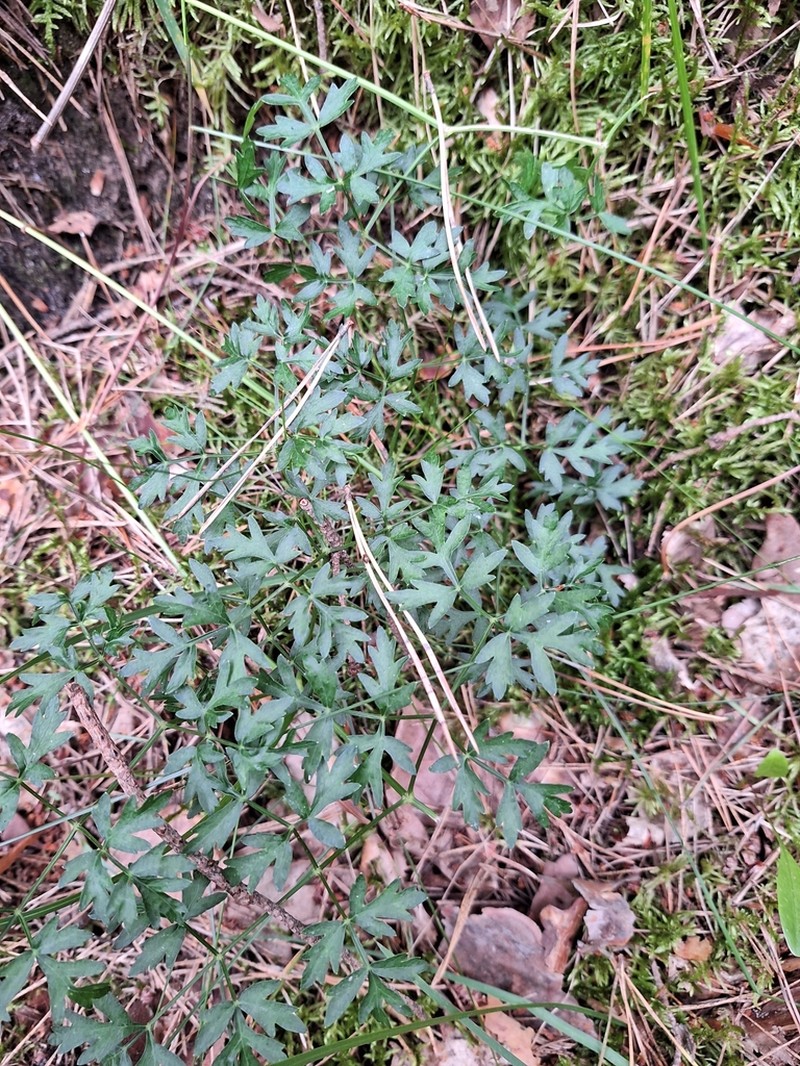 Peucedanum oreoselinum photo 3