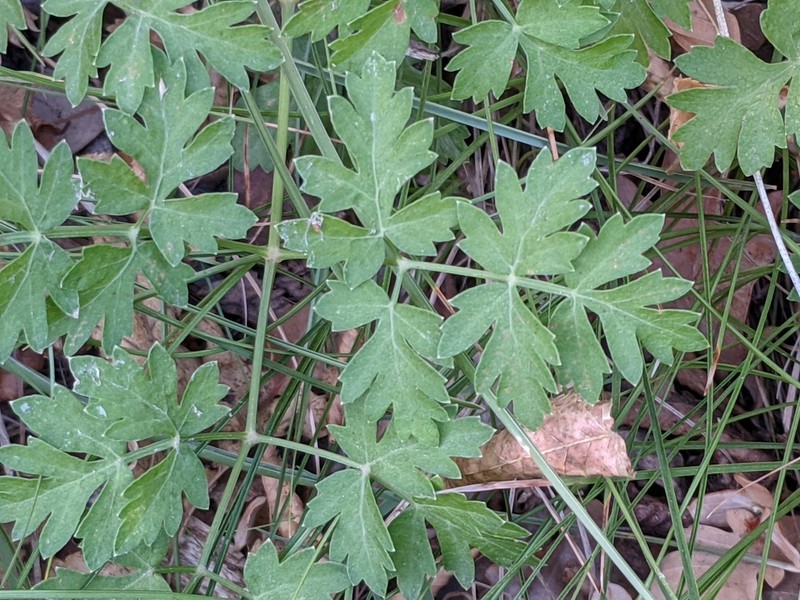 Peucedanum oreoselinum photo 4