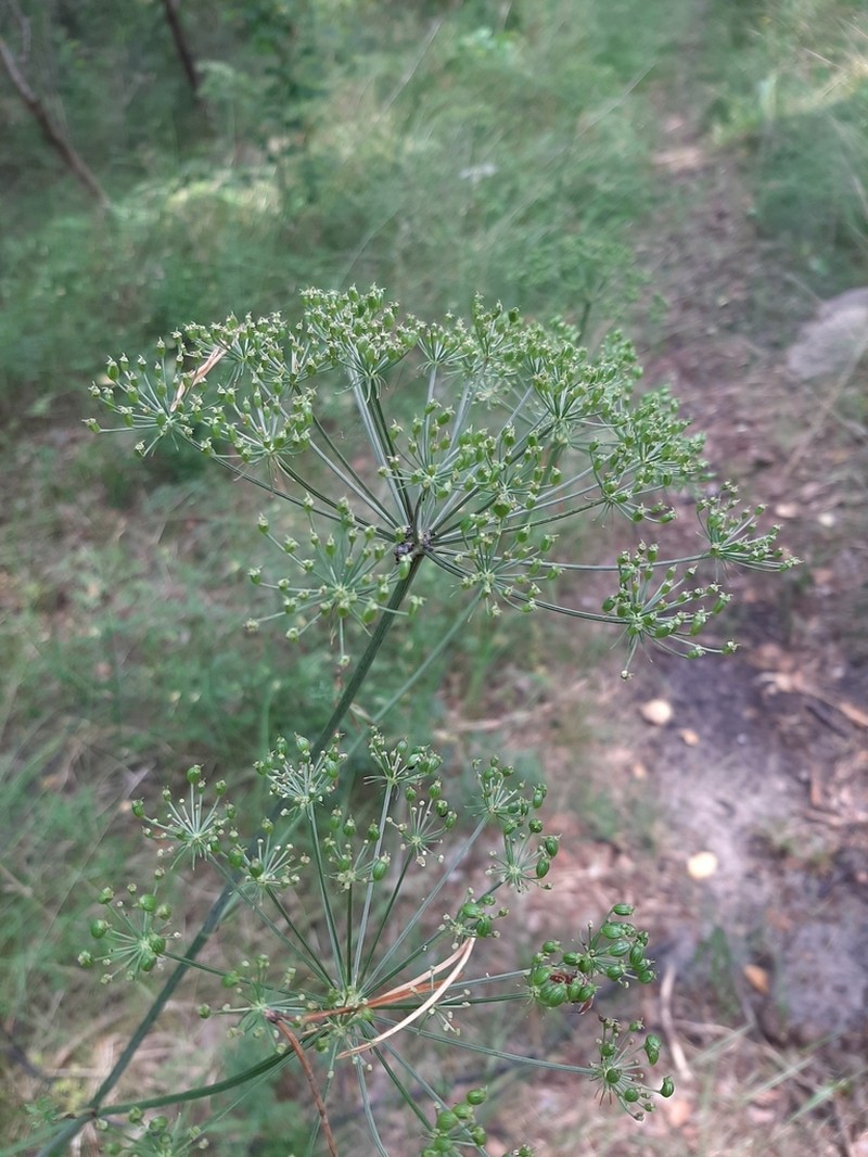 Peucedanum oreoselinum photo 5