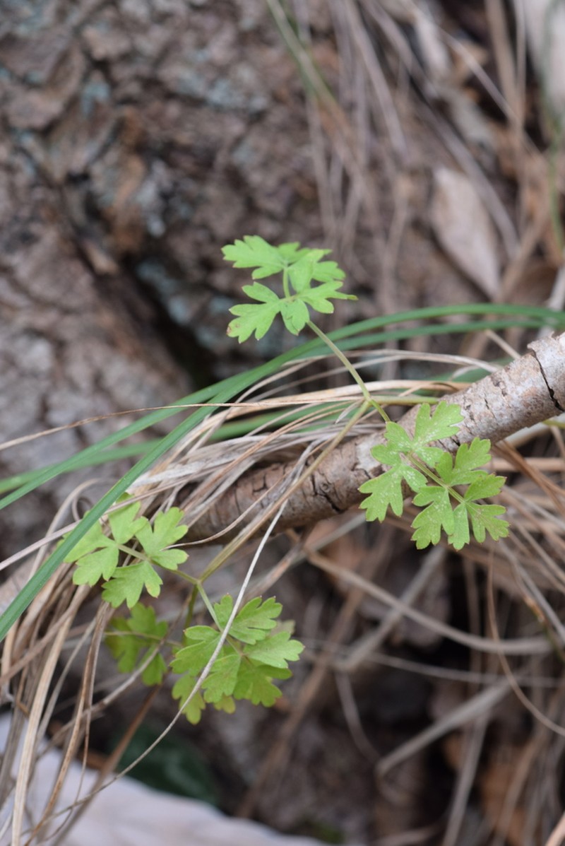 Peucedanum oreoselinum photo 6