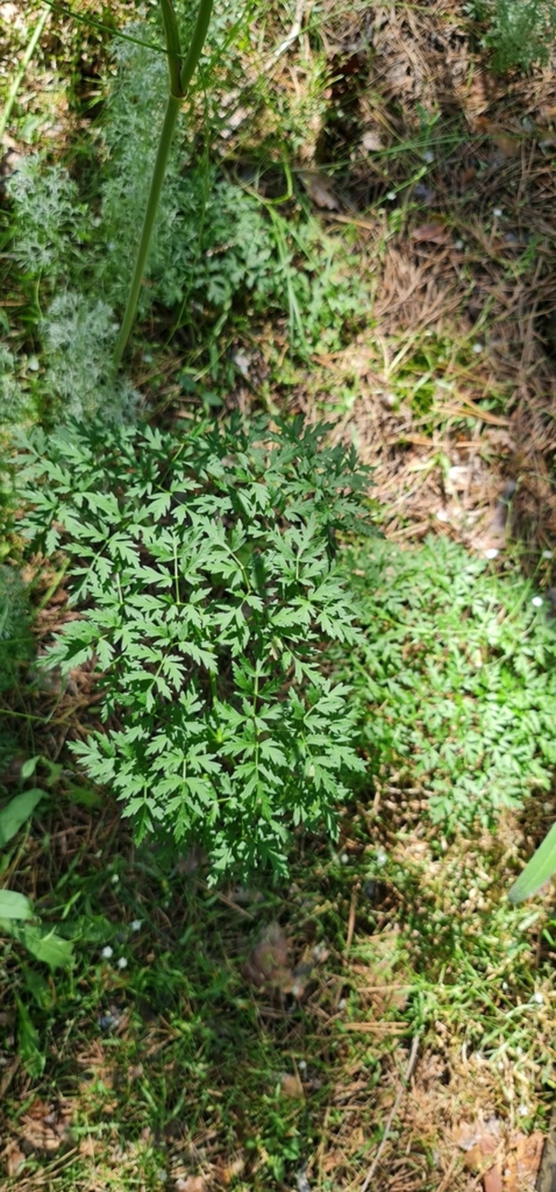 Peucedanum oreoselinum photo 7