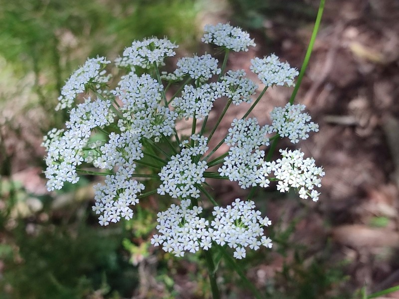 Peucedanum oreoselinum photo 8