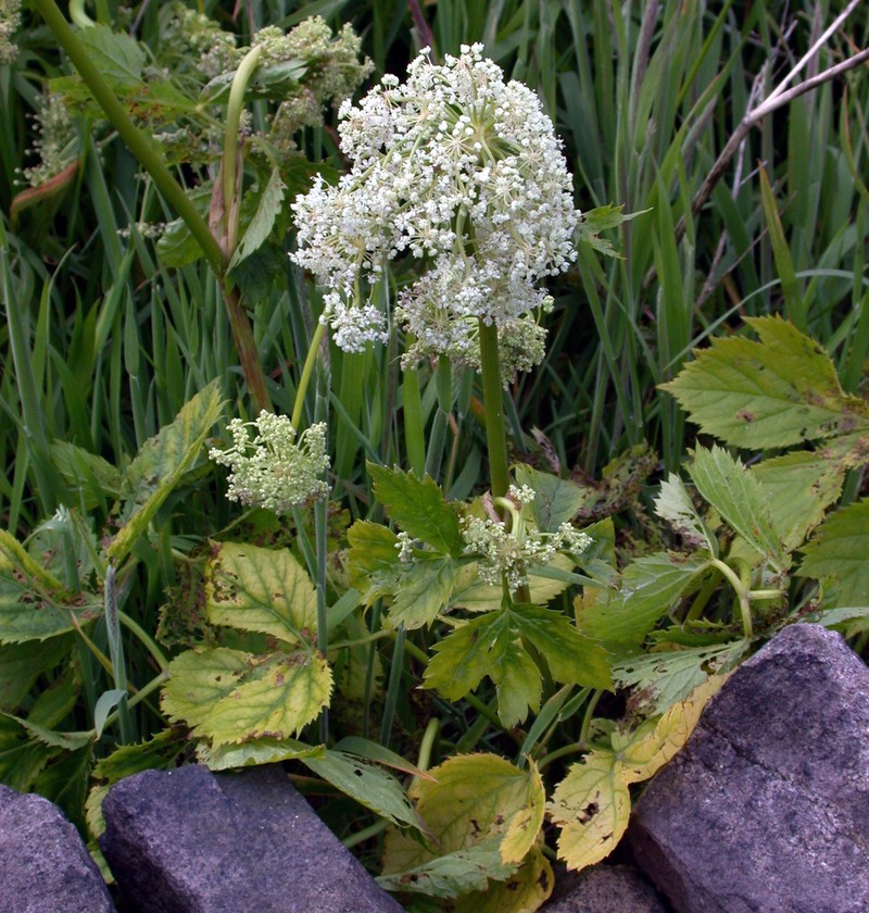 Masterwort photo 5