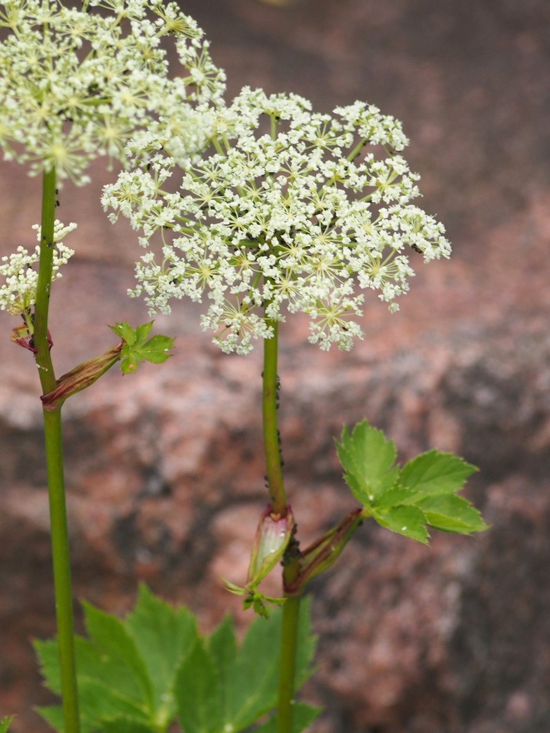 Masterwort photo 6