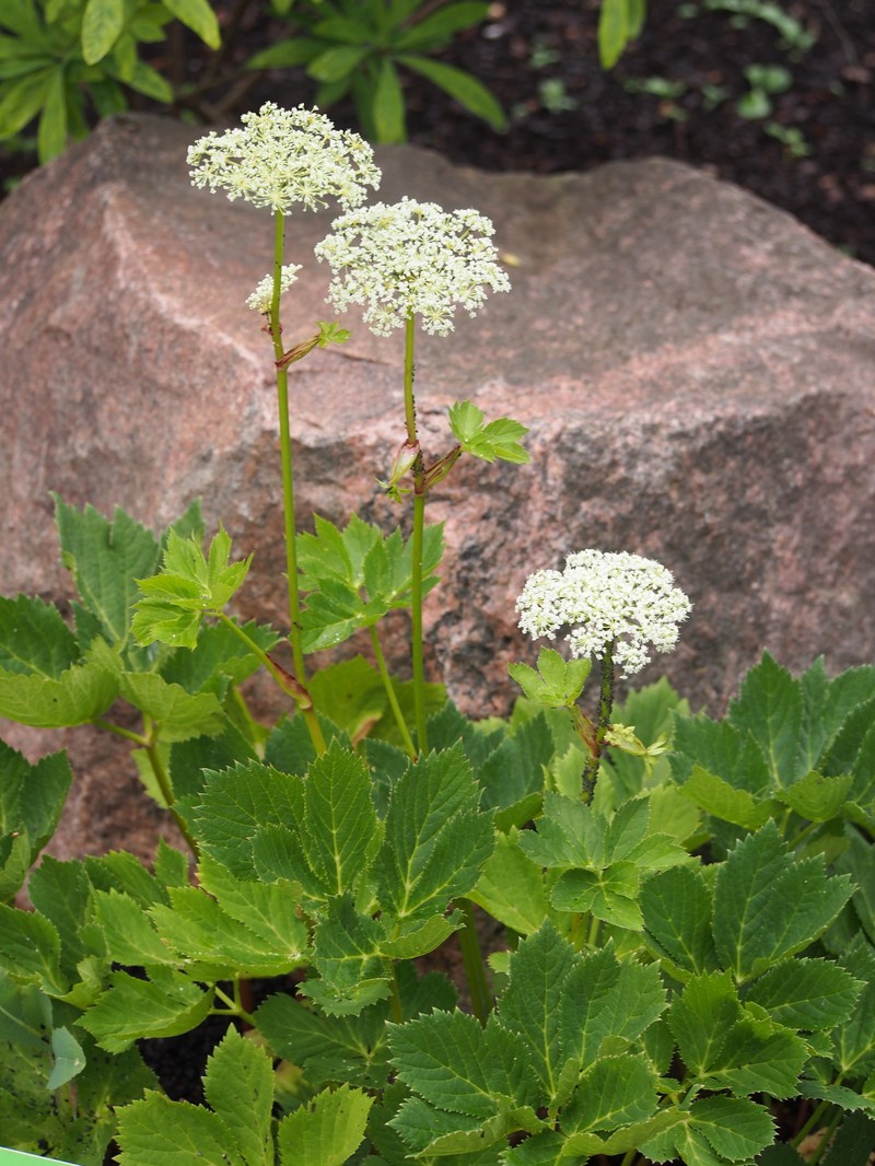 Masterwort photo 3