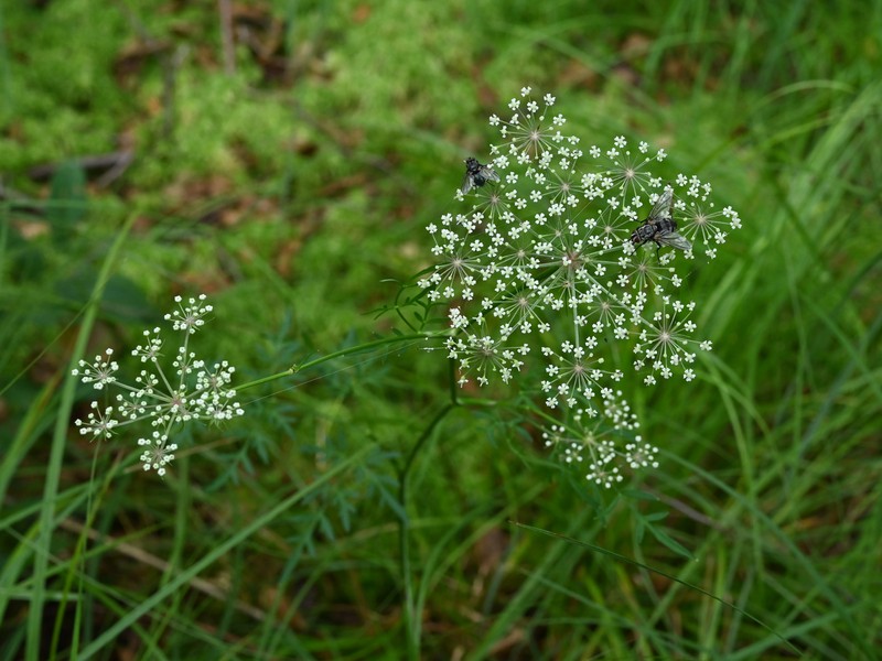 Hogfennel photo 2