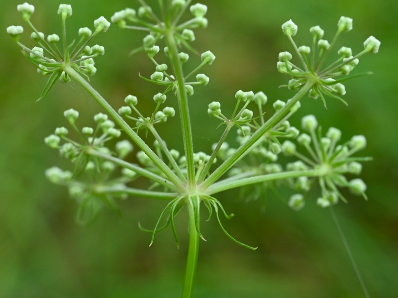 Hogfennel photo 3