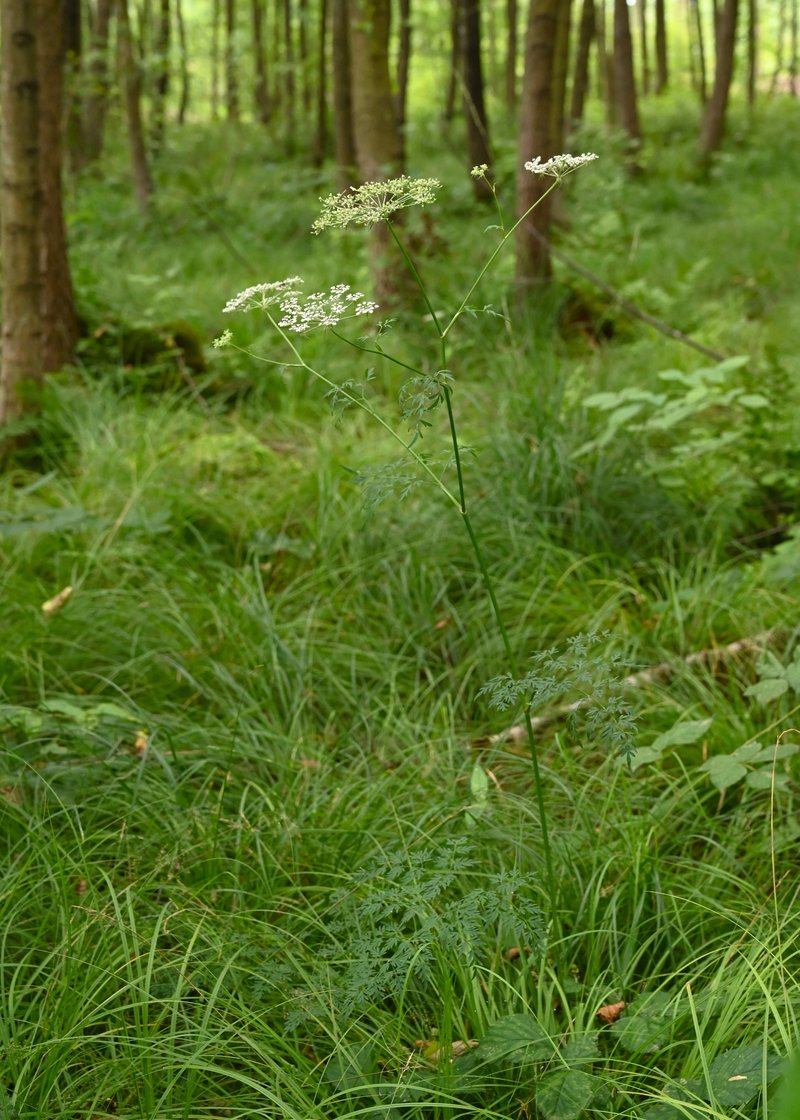 Hogfennel photo 4