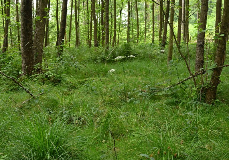 Hogfennel photo 5