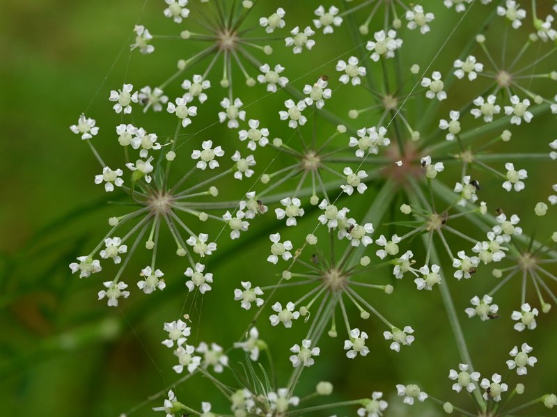 Hogfennel photo 6