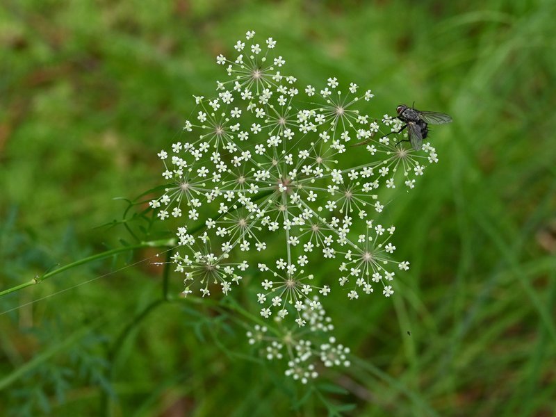 Hogfennel photo 7