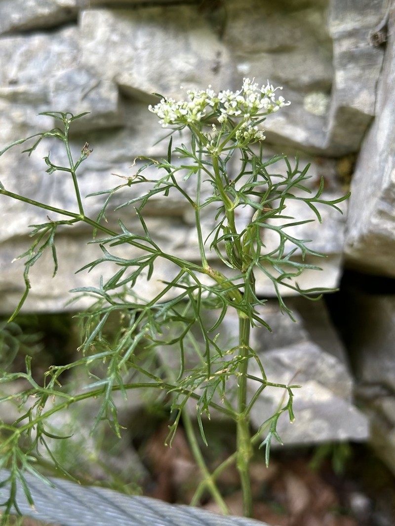 Peucedanum rablense