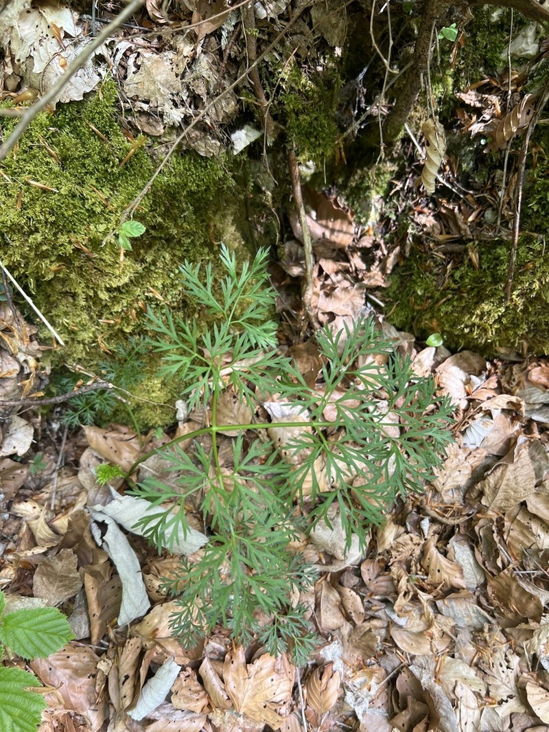 Peucedanum rablense photo 2