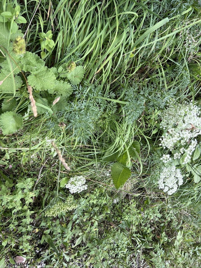 Peucedanum rablense photo 3