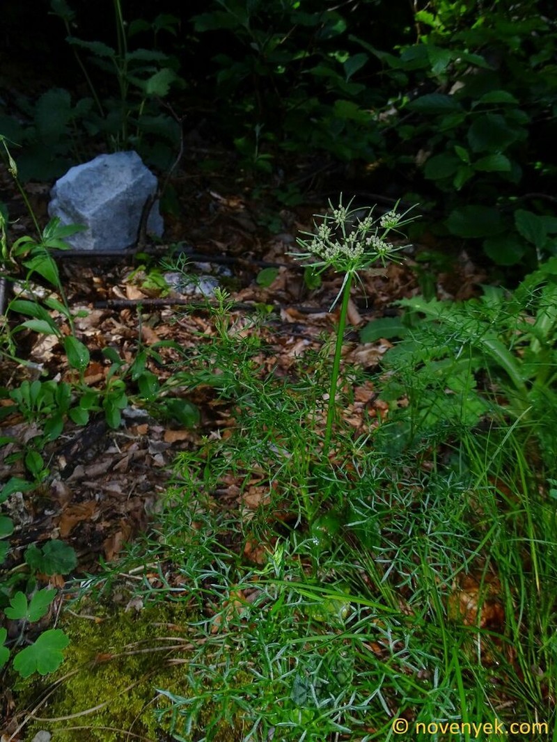 Peucedanum rablense photo 5