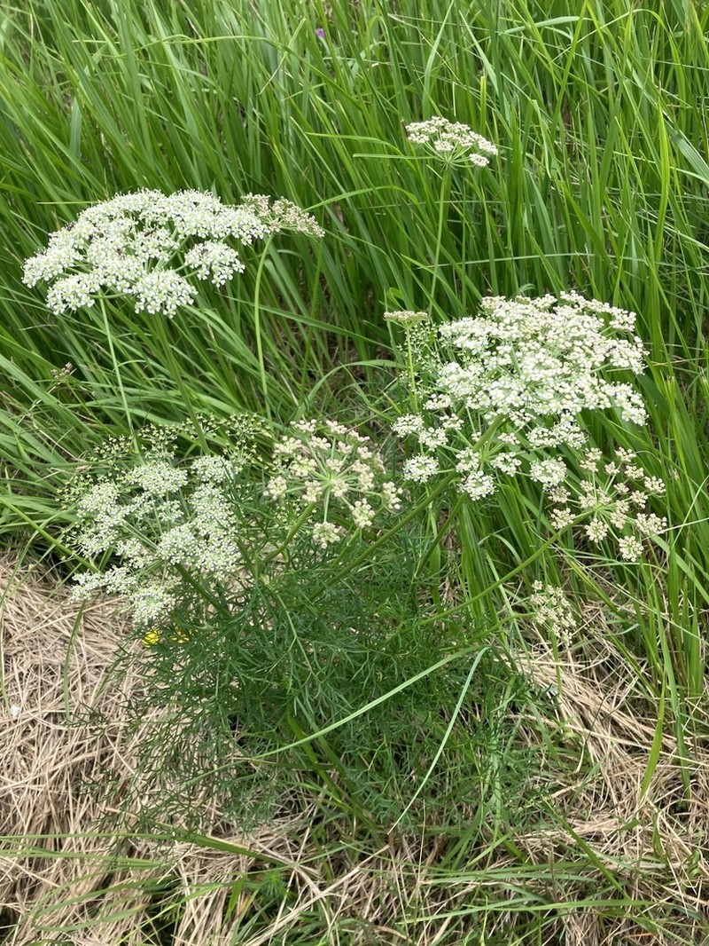 Peucedanum rablense photo 6