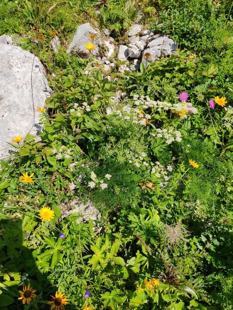 Peucedanum rablense photo 8