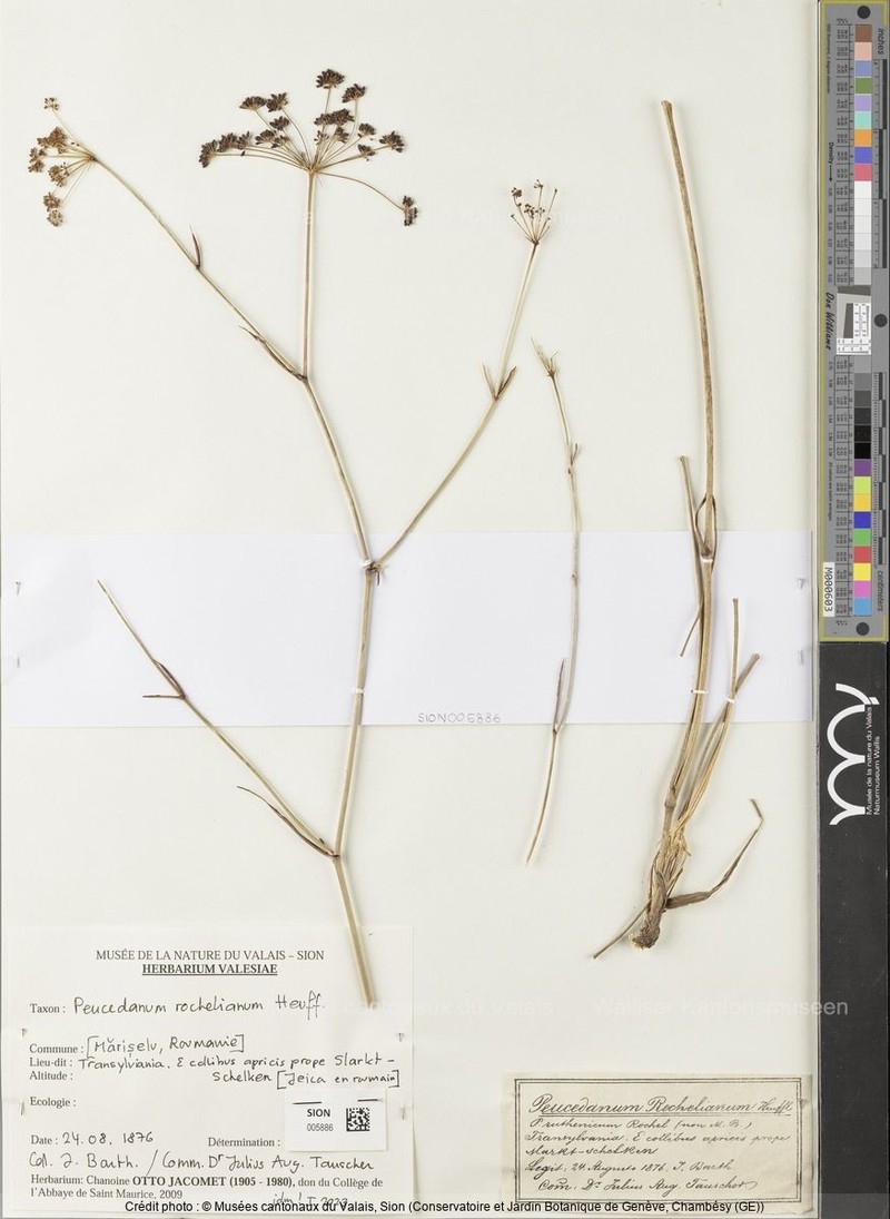 Peucedanum rochelianum
