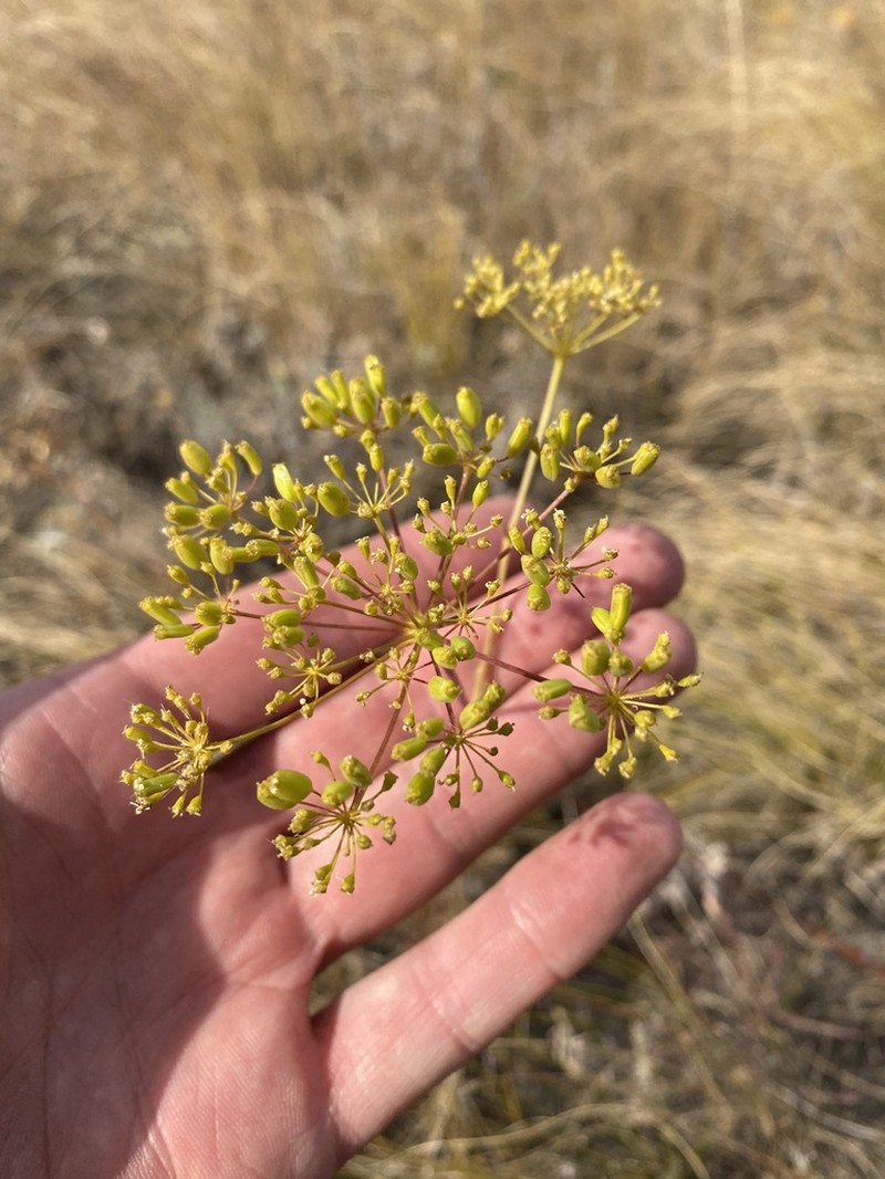 Peucedanum ruthenicum