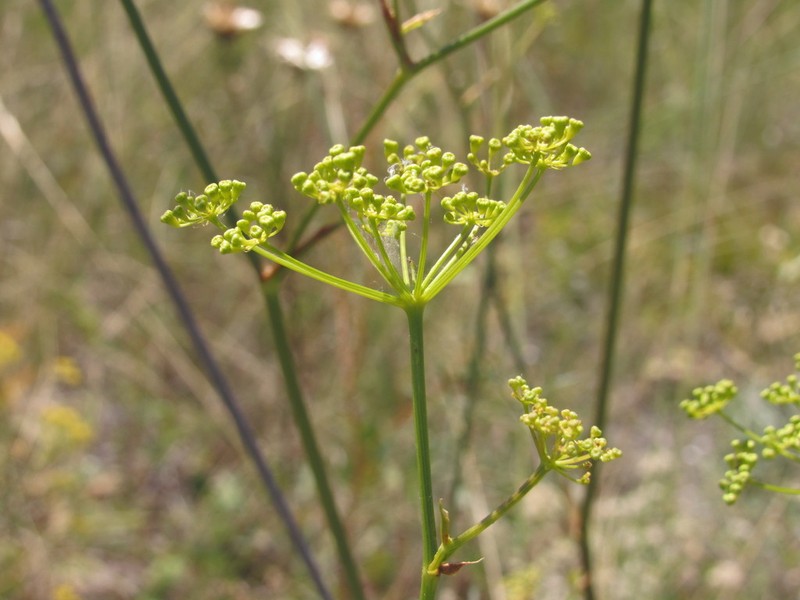 Peucedanum ruthenicum photo 2