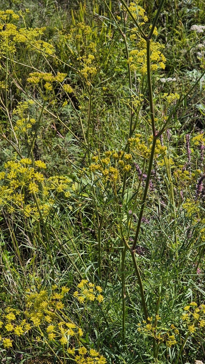 Peucedanum ruthenicum photo 3