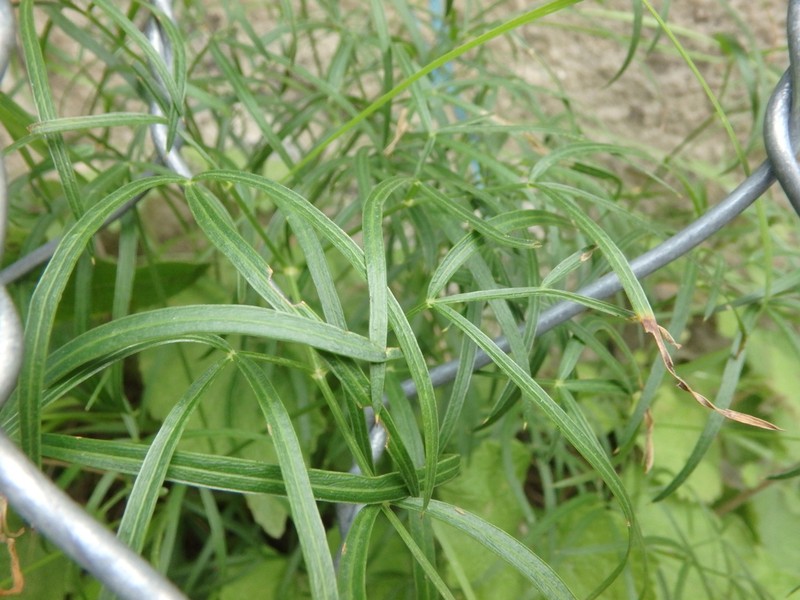 Peucedanum ruthenicum photo 4