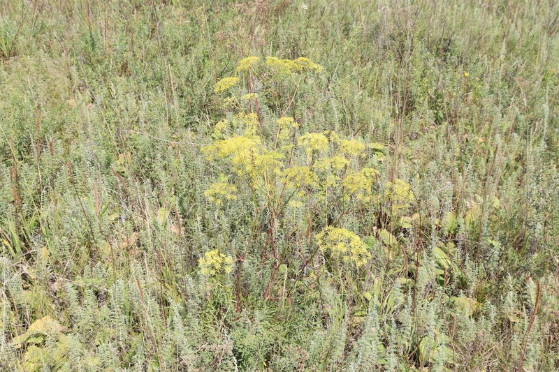 Peucedanum ruthenicum photo 5