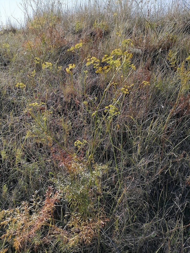 Peucedanum ruthenicum photo 6