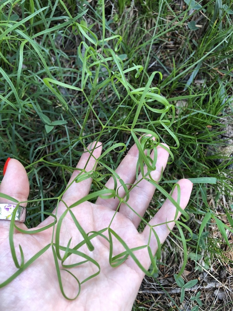 Peucedanum ruthenicum photo 7
