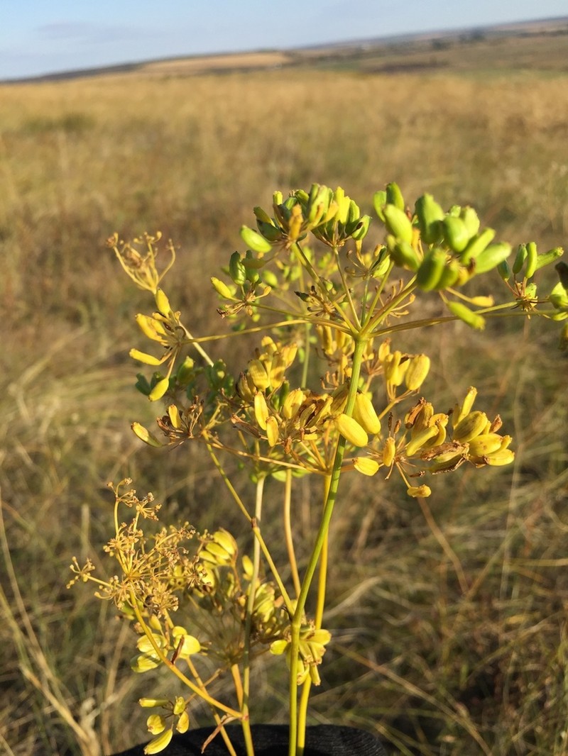 Peucedanum ruthenicum photo 8