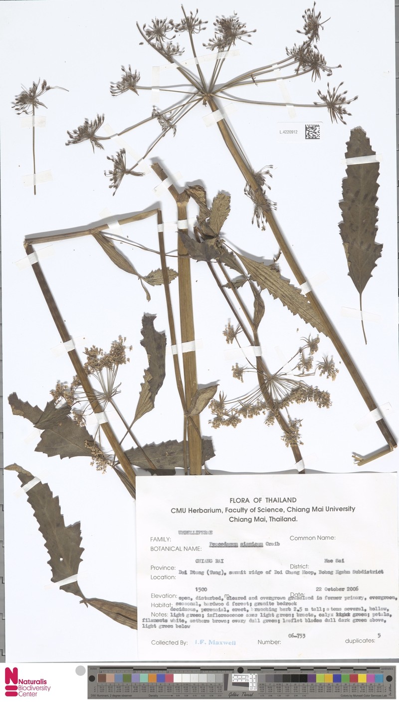 Peucedanum siamicum